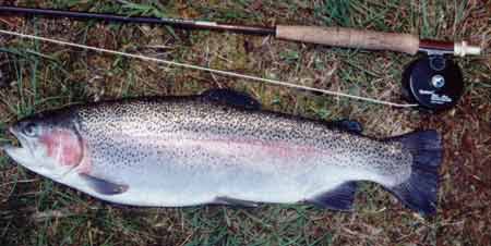 A Rainbow from my home river Svartn