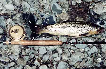 A nice brownie from Marsfjllet Sweden