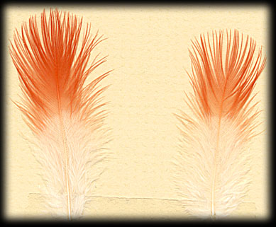 Rupicola Peruviana